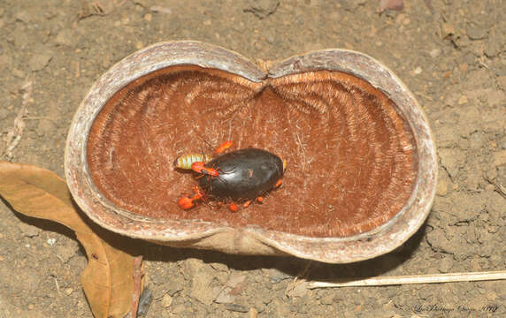 Слика од Sterculia apetala (Jacq.) Karst.