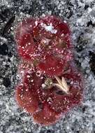 صورة Drosera zonaria Planch.