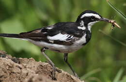 Image of African Pied Wagtail