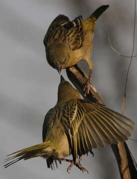 Image of African Masked Weaver