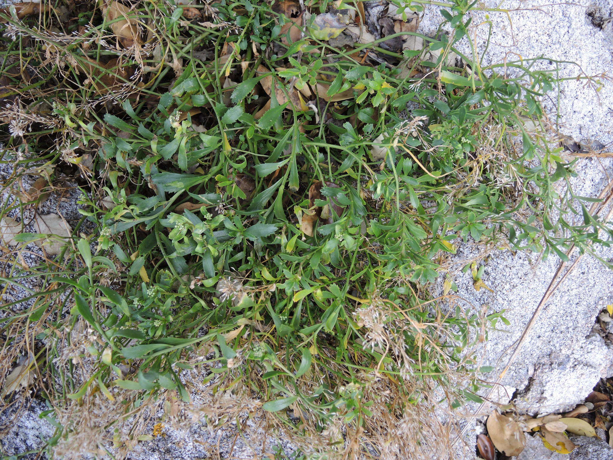 Image of Coastal peppercress