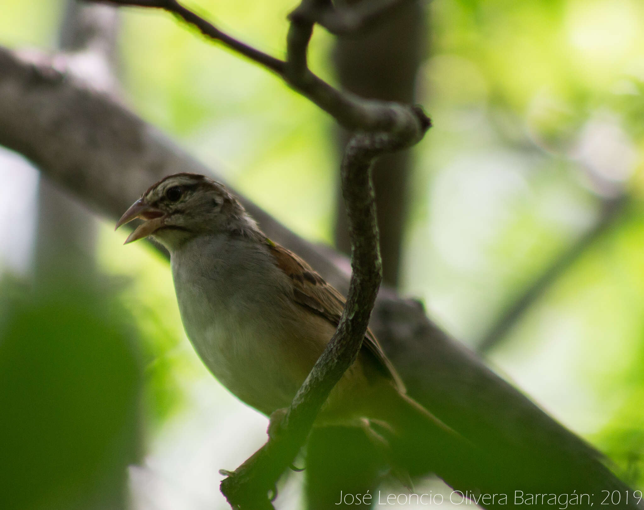 Image of Cinnamon-tailed Sparrow