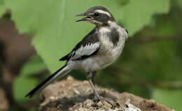 Image of African Pied Wagtail