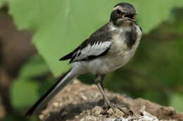 Image of African Pied Wagtail