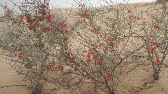 Image of Fire bush