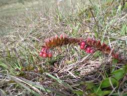 Image of Vaccinium crenatum (G. Don) Sleumer