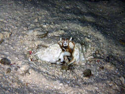 Image of smooth box crab