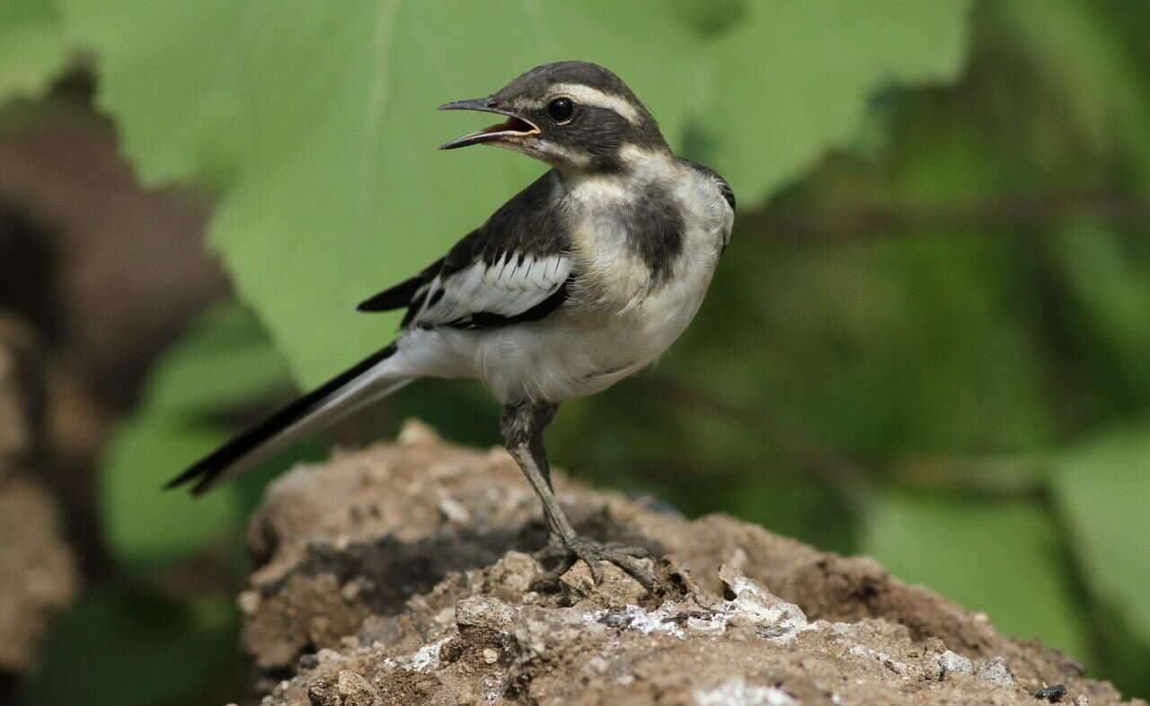 Image of African Pied Wagtail