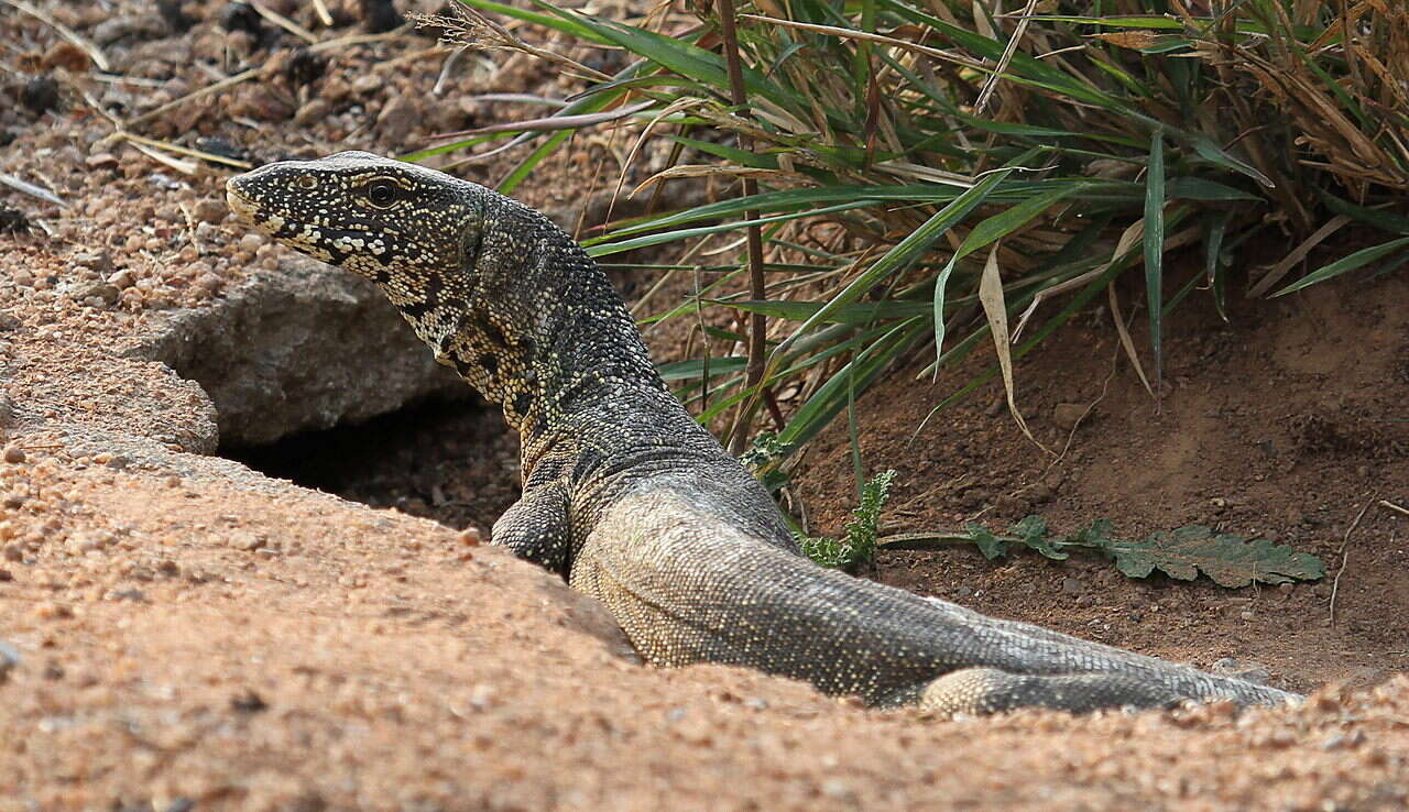 Image of Varanus niloticus