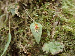 Image de Lepanthes cribbii Pupulin