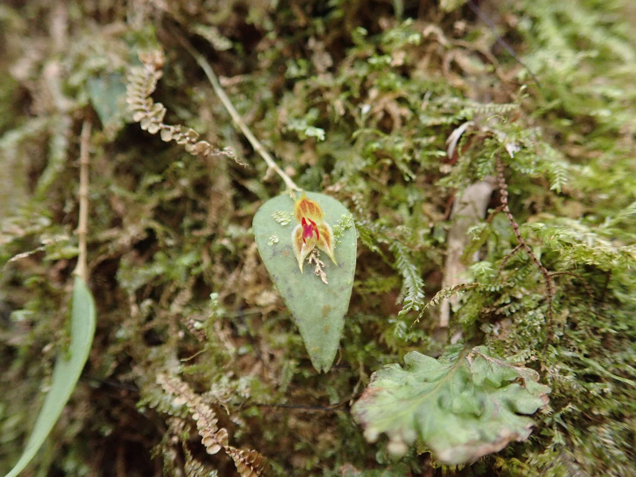 Image of Lepanthes cribbii Pupulin