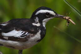 Image of African Pied Wagtail