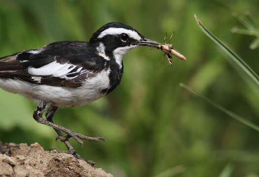 Image of African Pied Wagtail