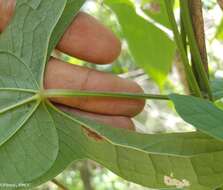 Image of Dioscorea seriflora Jum. & H. Perrier