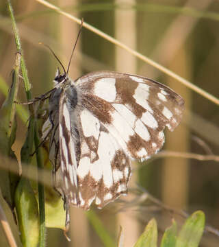 Image of marbled white