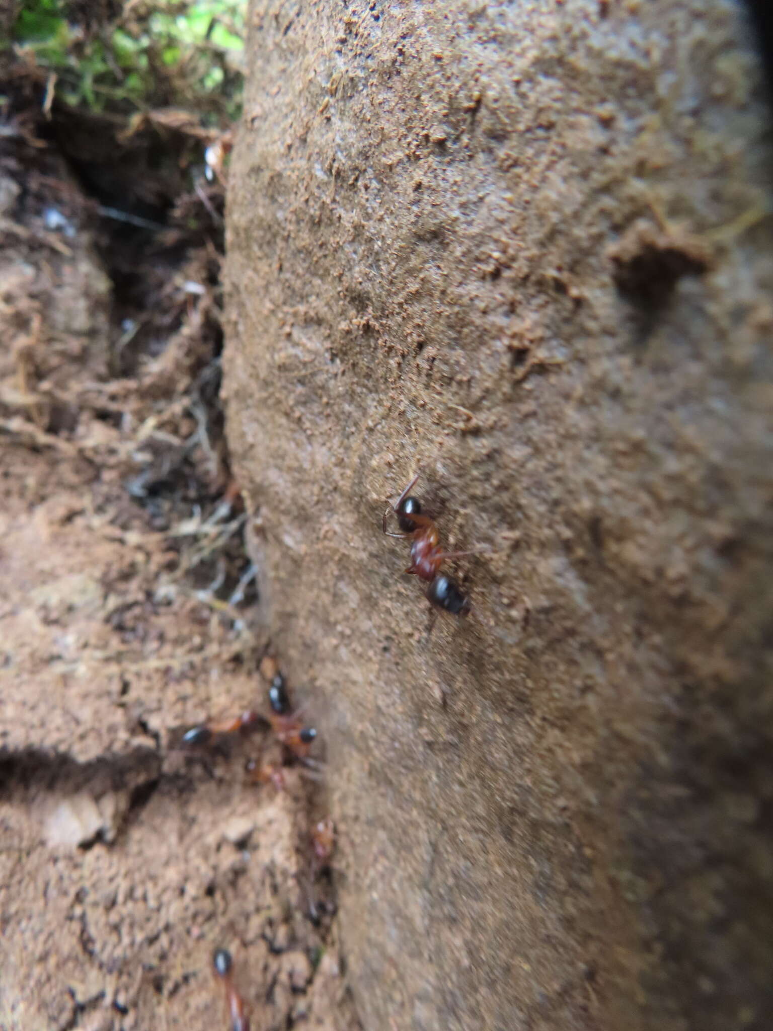 Imagem de Camponotus pilicornis (Roger 1859)