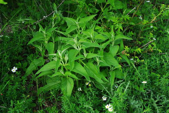 Image of Phlomis herba-venti subsp. pungens (Willd.) Maire ex De Filipps