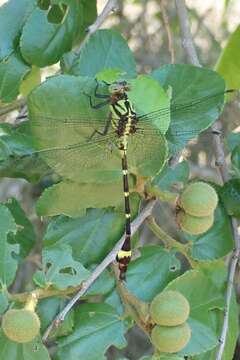 Sivun Neurogomphus zambeziensis Cammaerts 2004 kuva