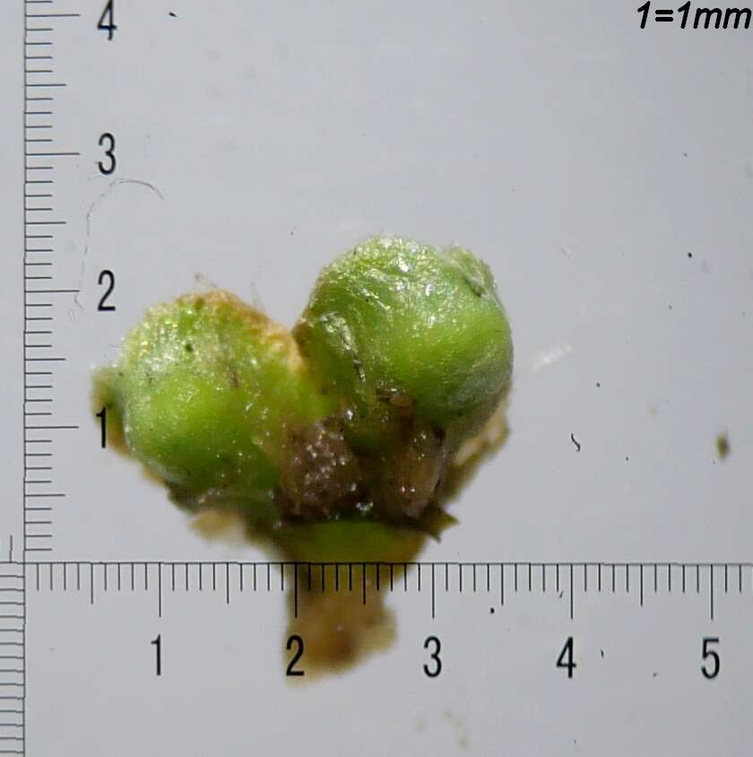 Image of Riccia ciliifera Link