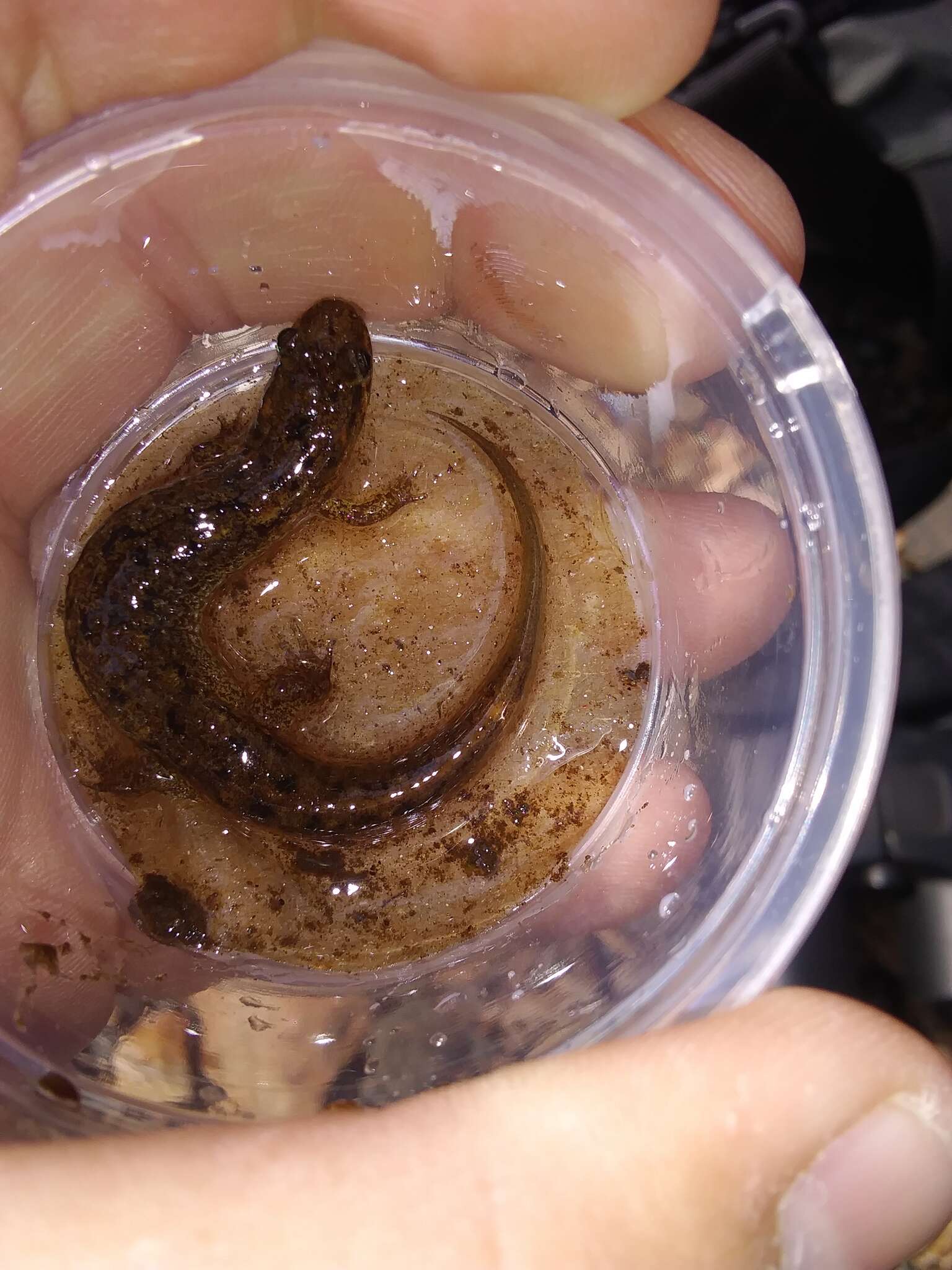 Image of Flat-headed Salamander