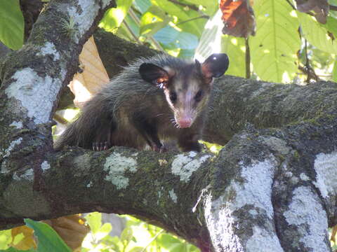 Imagem de Didelphis aurita (Wied-Neuwied 1826)