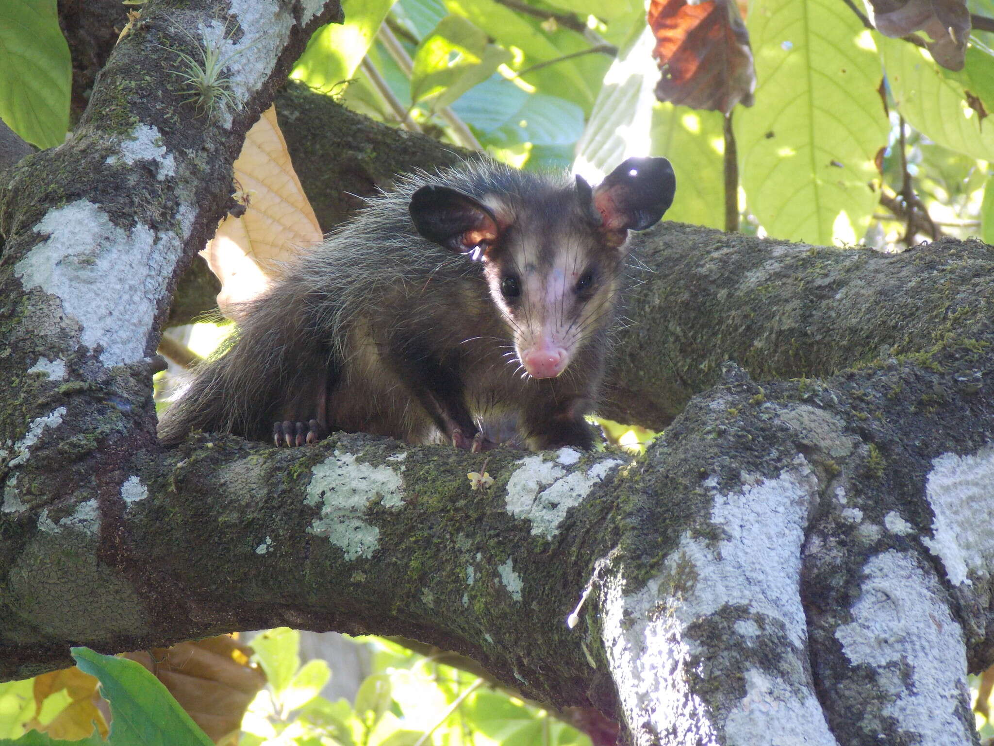 Image of Big-eared Opossum