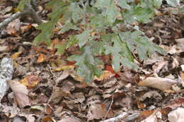 Image of Georgia Oak