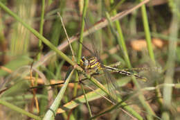 صورة Phanogomphus militaris (Hagen ex Selys 1858)