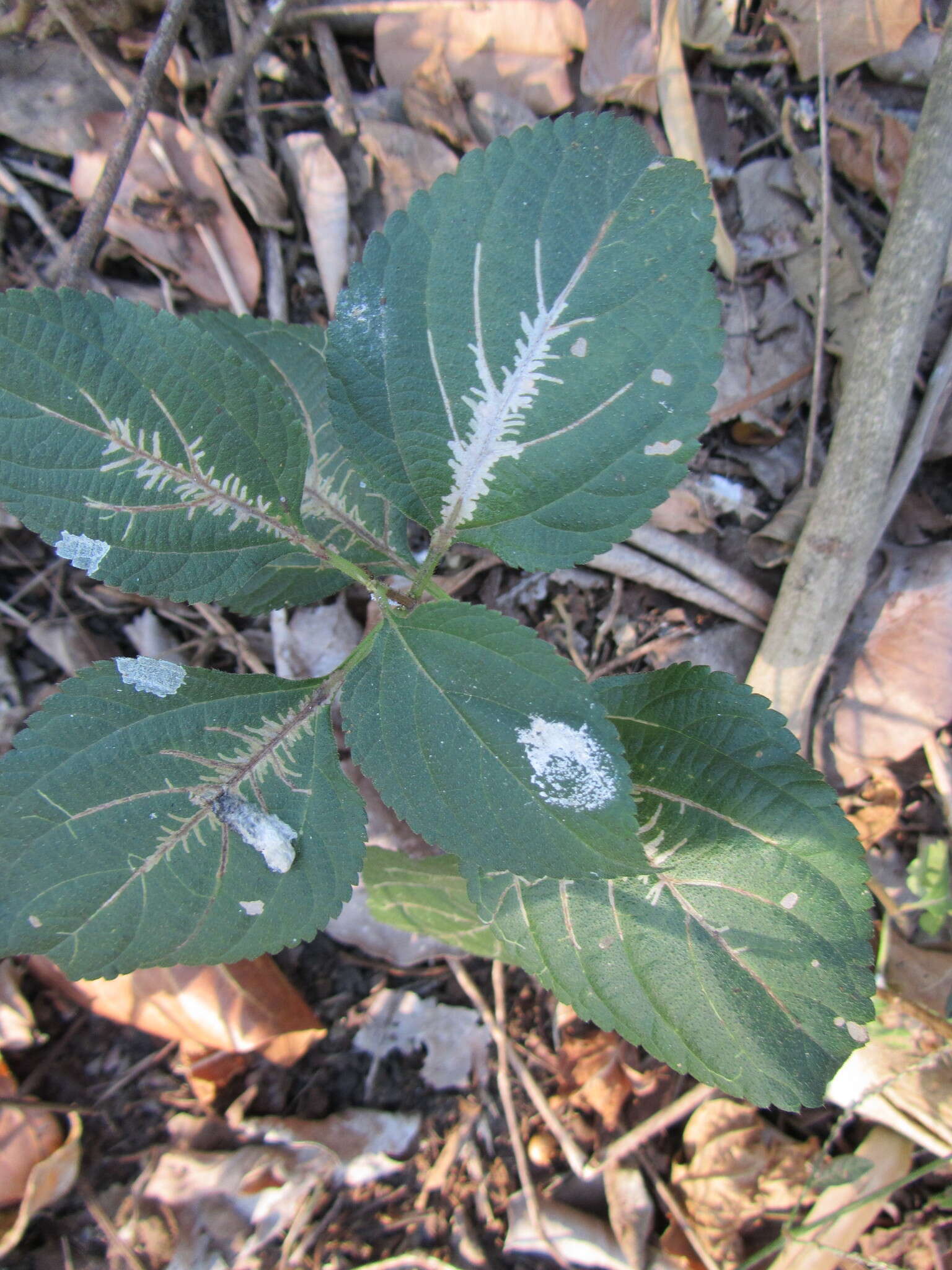 Image of Ophiomyia camarae Spencer 1963