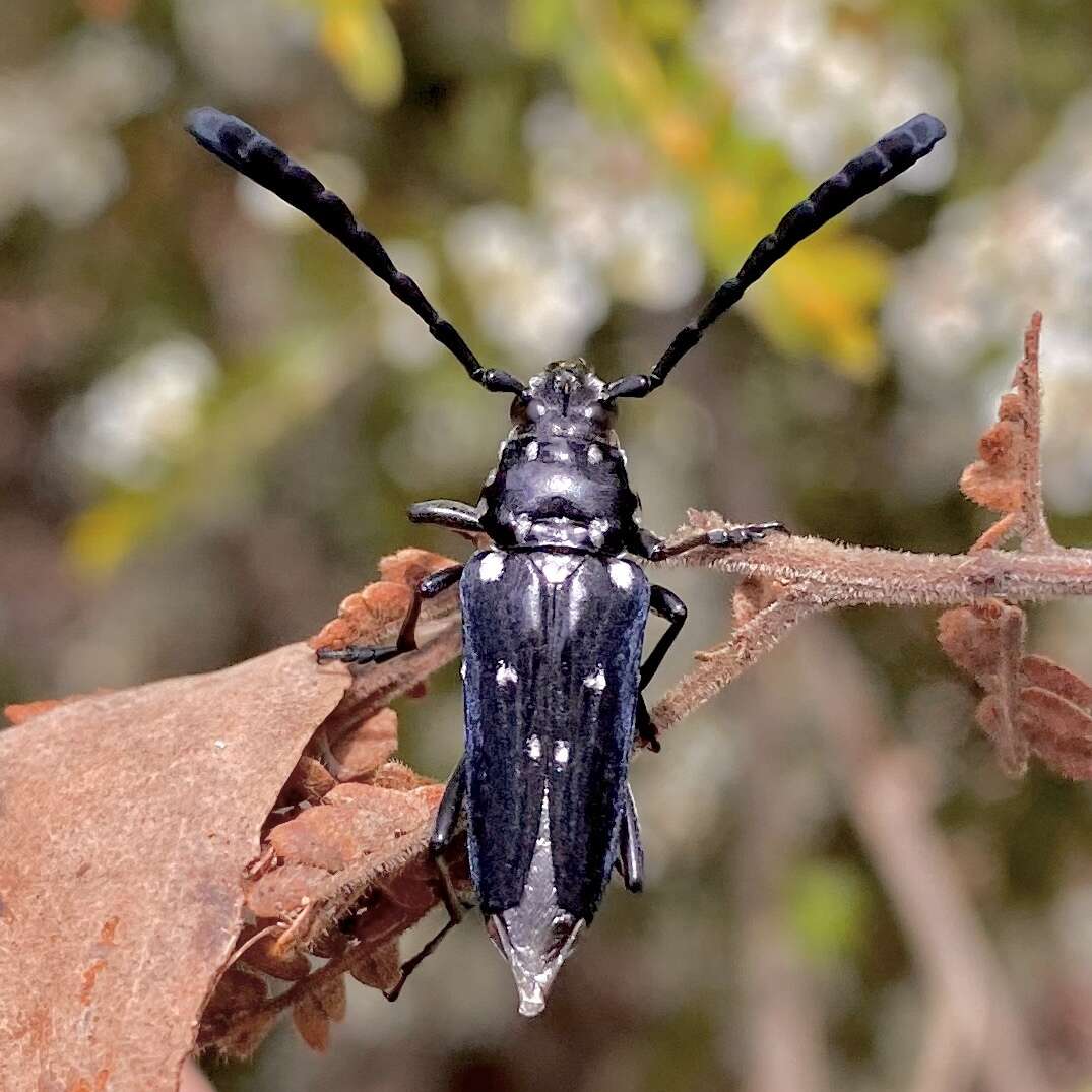 Image of Distichocera thomsonella White 1859