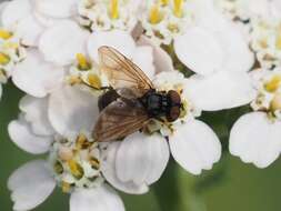 Image of Phasia obesa (Fabricius 1798)