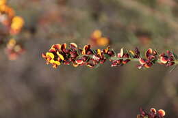 Image of <i>Daviesia ulicifolia</i> subsp. <i>ruscifolia</i>