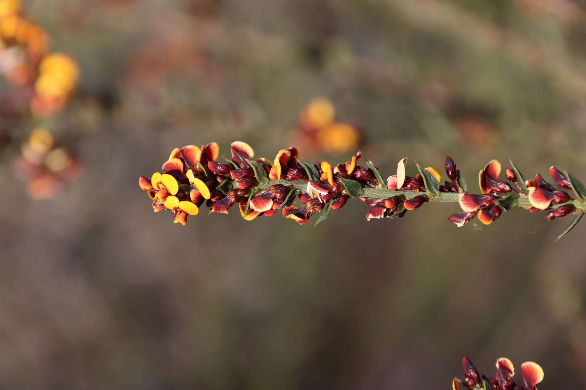 Image of <i>Daviesia ulicifolia</i> subsp. <i>ruscifolia</i>