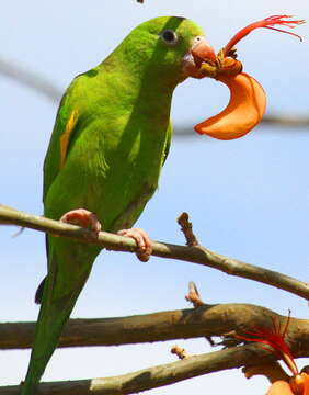 Image of Yellow-chevroned Parakeet