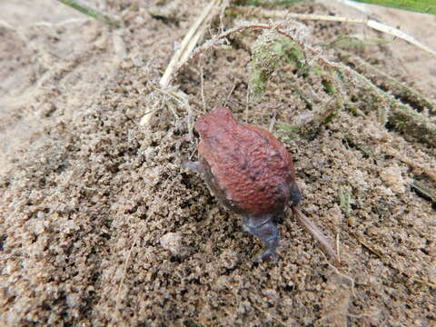 Image of Mozambique Rain Frog