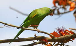 Image of Yellow-chevroned Parakeet