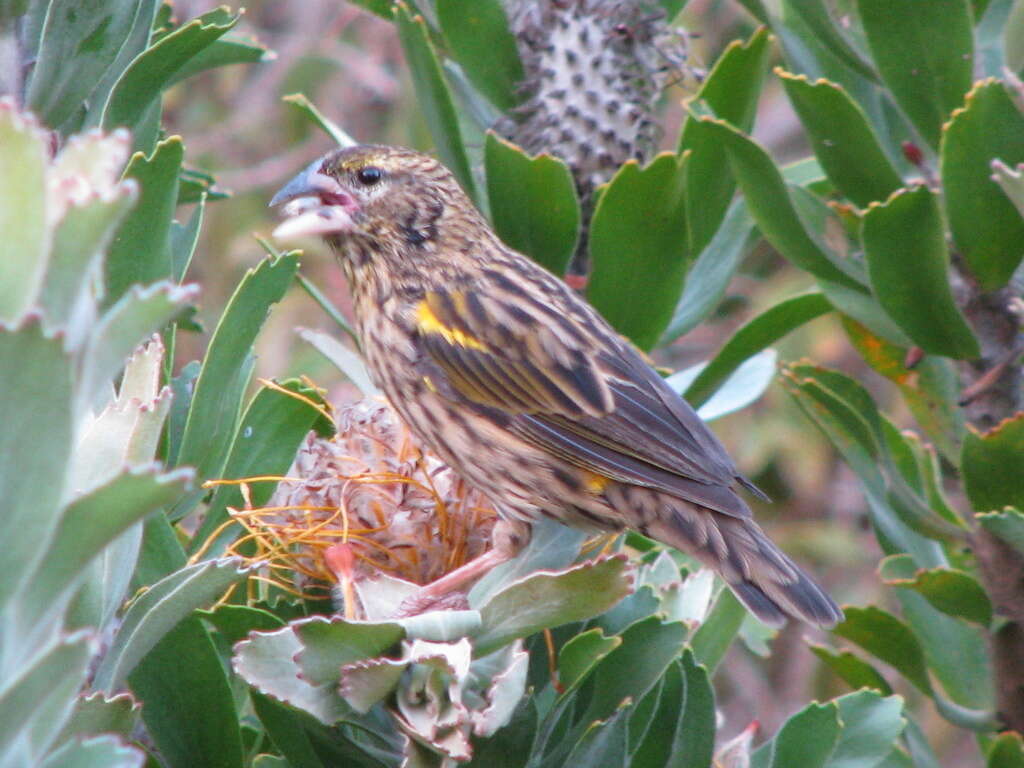 Image of Euplectes capensis capensis (Linnaeus 1766)