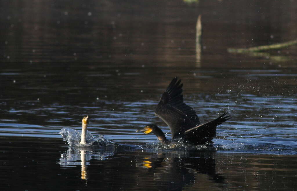 Image of White-breasted Cormorant