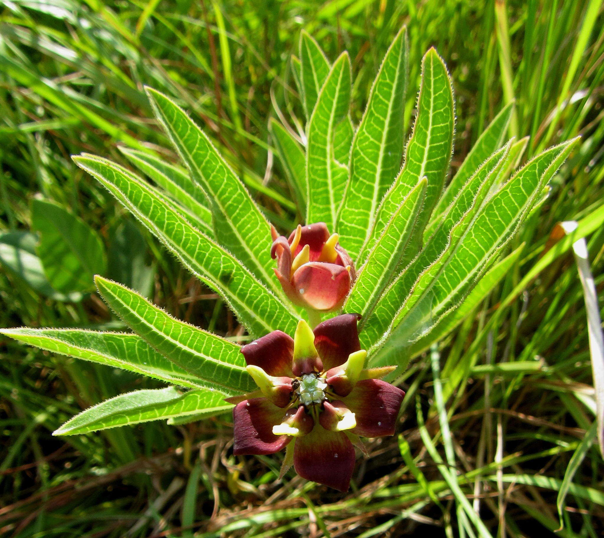 Image of Pachycarpus concolor subsp. concolor