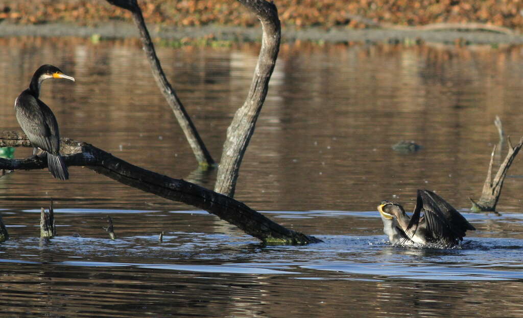 Image of White-breasted Cormorant