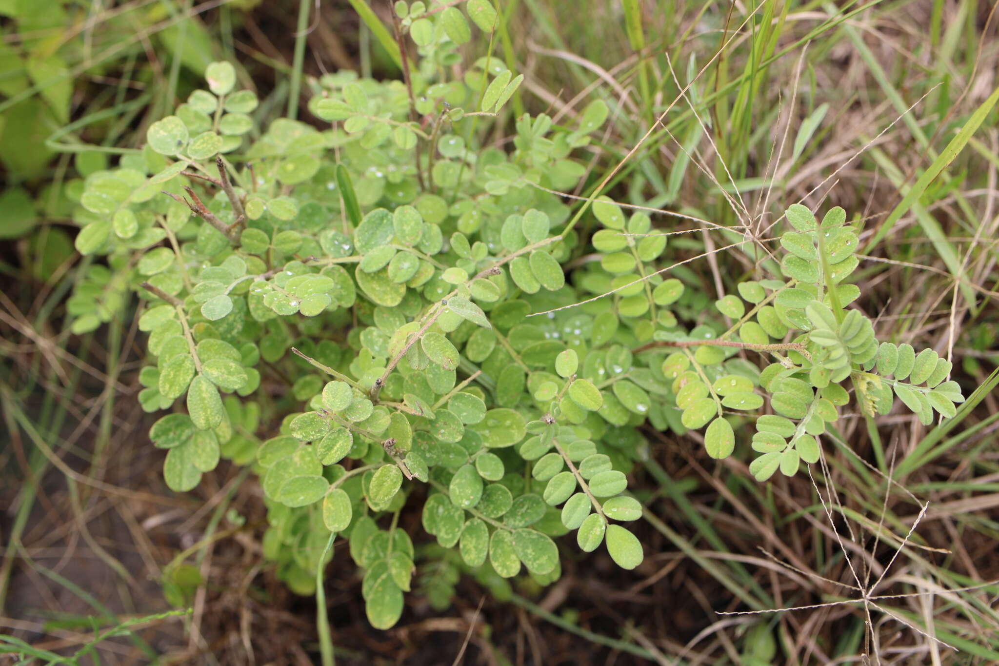 Слика од Dalea scandens var. paucifolia (J. M. Coult.) Barneby