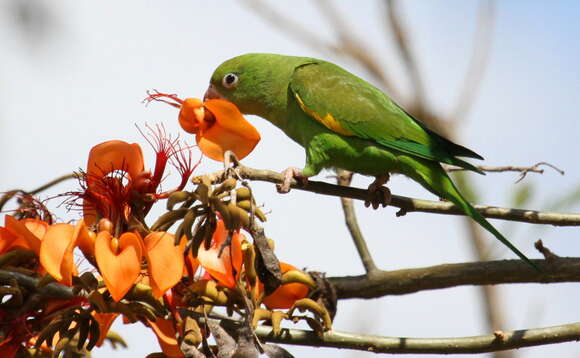 Image of Yellow-chevroned Parakeet