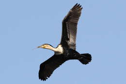 Image of White-breasted Cormorant