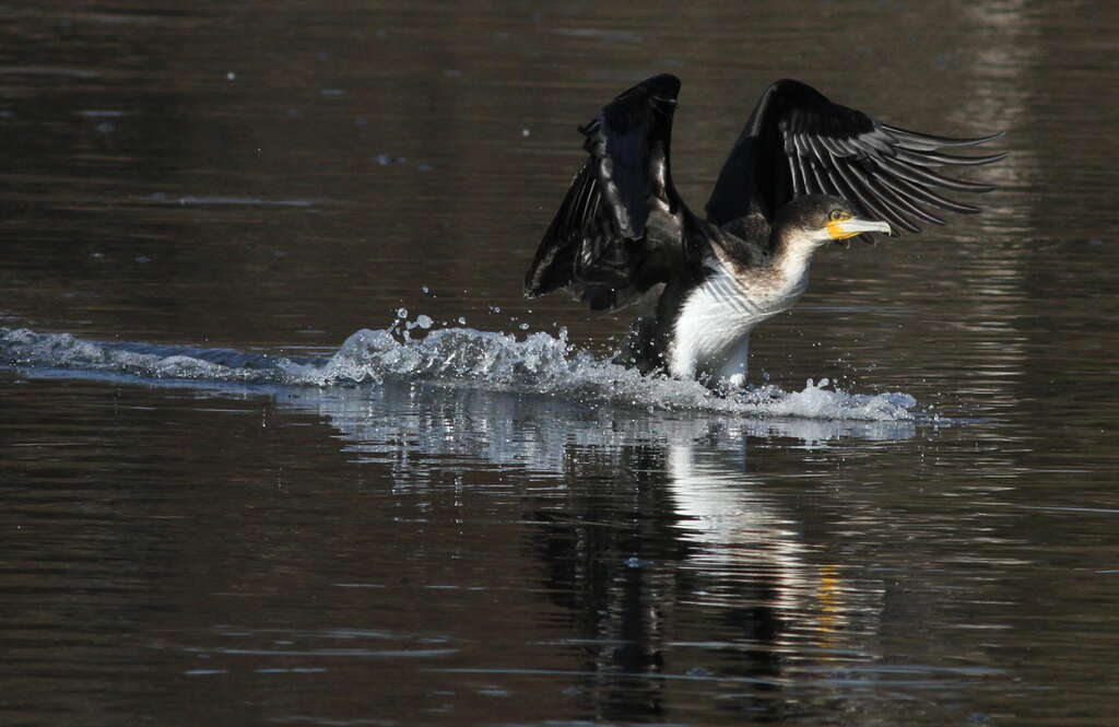 Image of White-breasted Cormorant