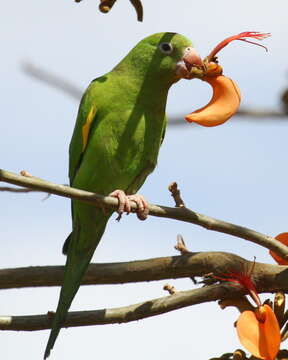 Image of Yellow-chevroned Parakeet