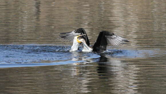 Image of White-breasted Cormorant