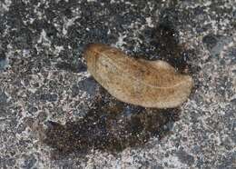 Image of Cuban slug