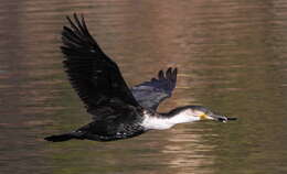 Image of White-breasted Cormorant