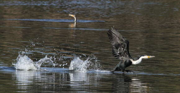 Image of White-breasted Cormorant