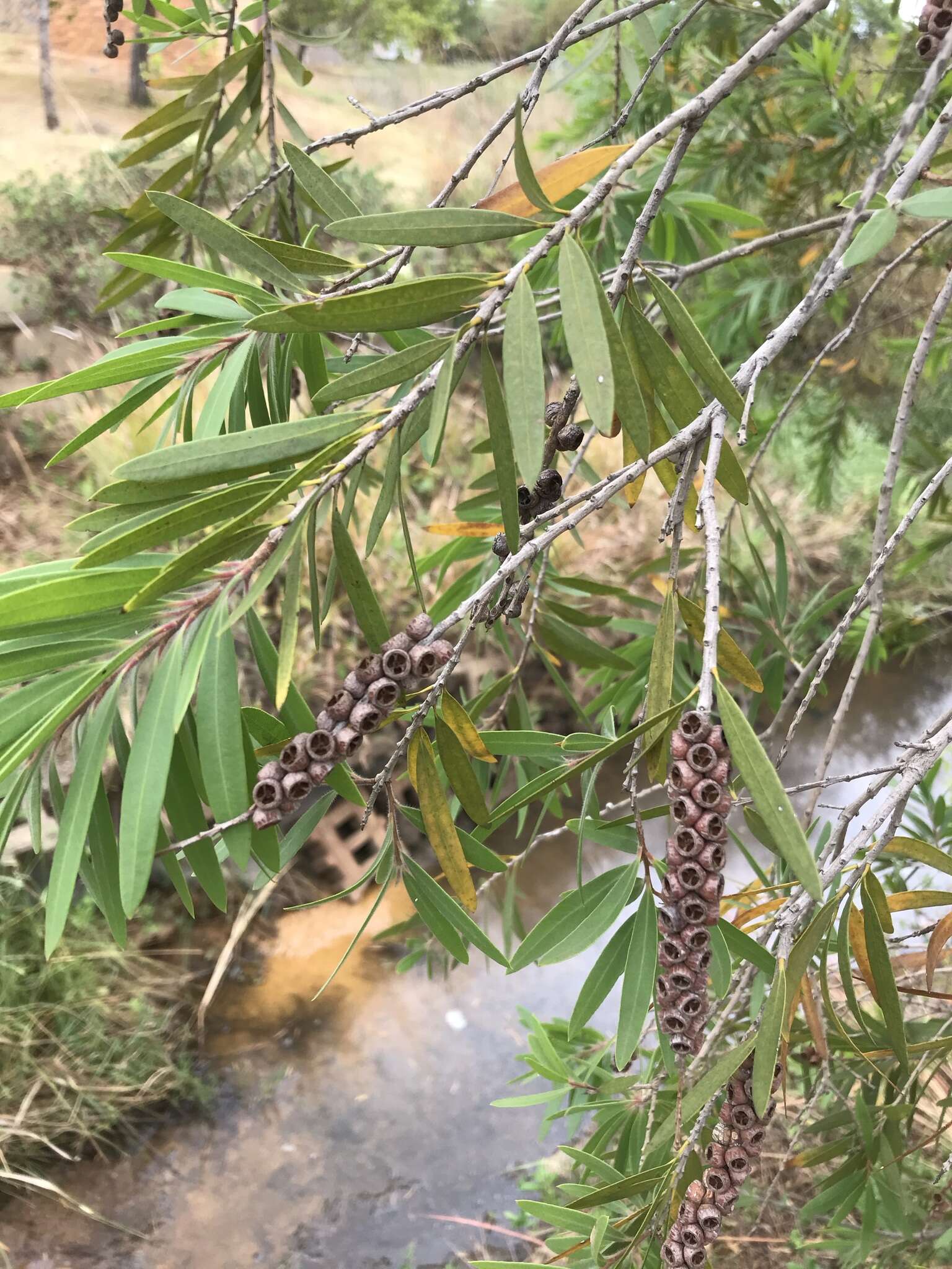 Image of Callistemon viminalis subsp. viminalis